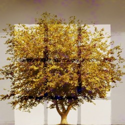 Window2 on an Amber Tree 2x3